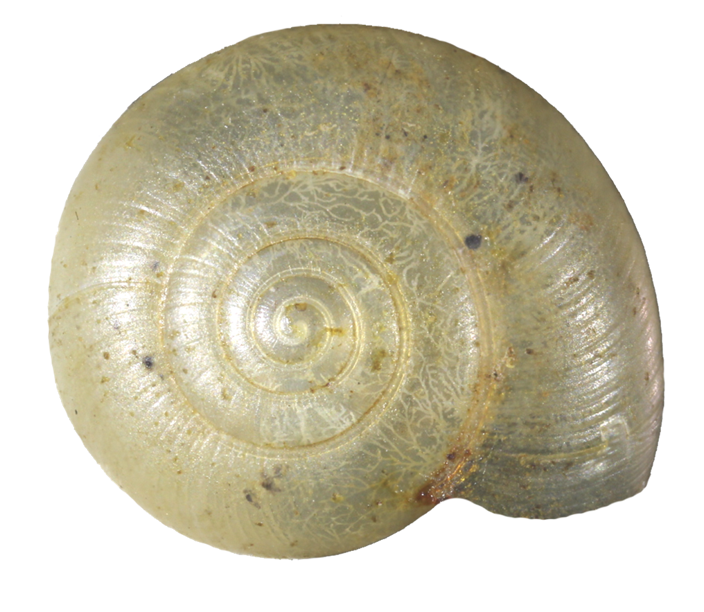 VA_LandSnails